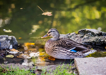 The mallard Anas platyrhynchos dabbling duck waterfowl bird. Closeup of a female mallard duck in a pond or river water in autumn.