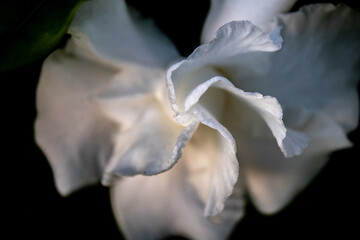 Fototapeta na wymiar close up of white lily