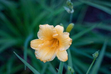 yellow flower with water drops