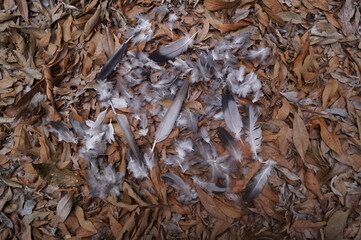 white bird feathers and a brown leaf background

