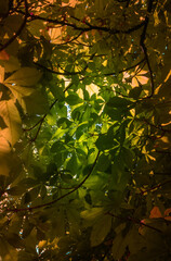 Macro Leaf In Beautiful Light and Shade