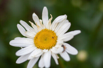 Fototapeta premium daisy flower closeup