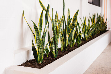 mother in law tongue plants