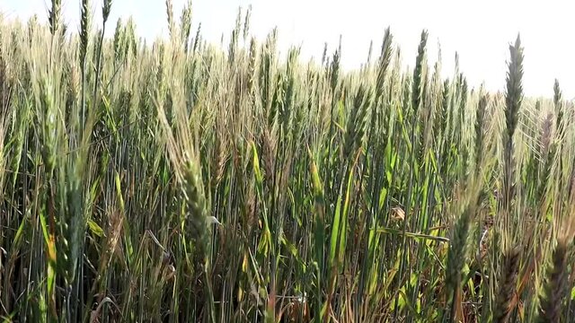 
WHEAT PLANTATION