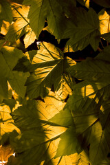 Macro Leaf In Beautiful Light and Shade