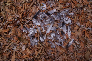 white bird feathers and a brown leaf background
