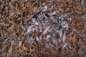 white bird feathers and a brown leaf background
