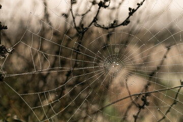 Spiderweb
