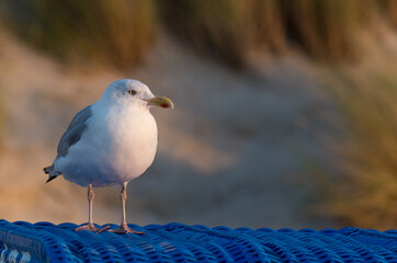 Nordsee Möwe