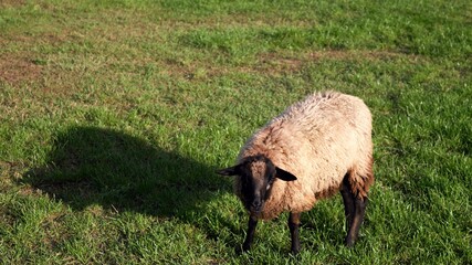 Sheep grazing on a green meadow, looking into the camera.