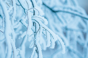Snow and rime ice on the branches of bushes. Beautiful winter background with trees covered with...