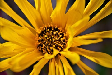 yellow flower macro