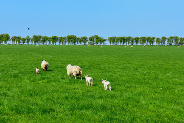 Fototapeta na wymiar Sheep Grazing, Green Meadow Sunny, Ireland