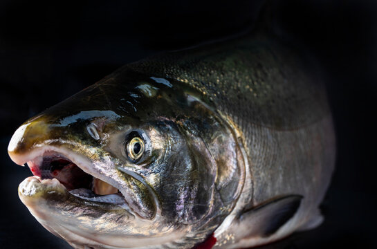 Fresh, wild Coho buck salmon isolated on black background