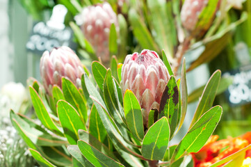 Beautiful bouquet of pink  protea flowers in a flower shop.
