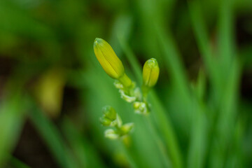 Fototapeta premium grass with dew