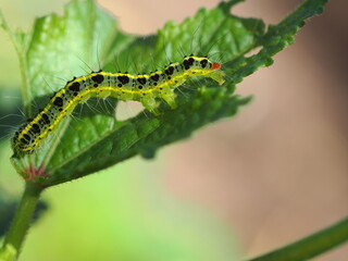 オクラの葉を食べるオオタバコガの幼虫