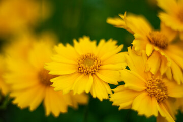 Obraz premium yellow flowers in the garden