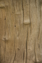 Tree trunk texture without bark, smooth tree, wood background