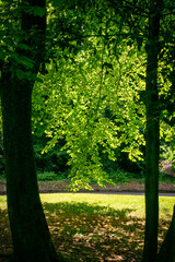 Forest on Sunny Day