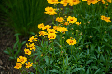 yellow flowers in the garden