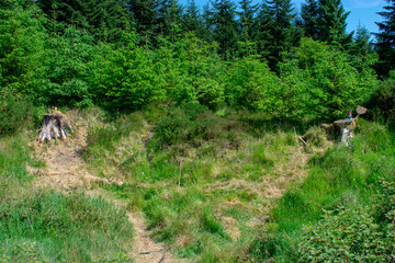 Trees on a Sunny day, Ireland