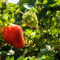 Ripe red strawberries in the garden. Harvesting in the fields.