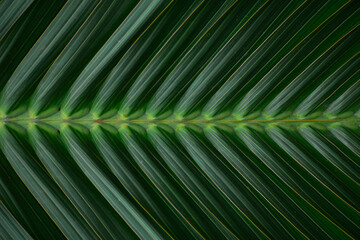tropical palm leaf texture, large palm foliage, green leaves background, nature