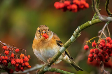 Brambling bird, Fringilla montifringilla, in winter plumage feeding berries