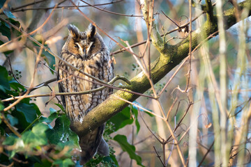 Long eared owl Asio otus bird of prey perched in a tree