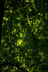 Fototapeta na wymiar Vibrant Green Leaves in Light and shade