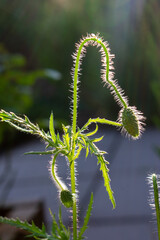 Poppy Flower Sapling Vibrant