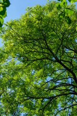 Vibrant Green Leaves in Light and shade