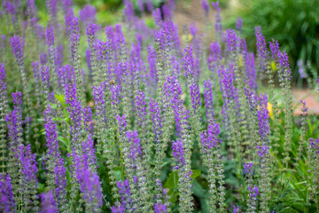 Obraz premium lavender field region