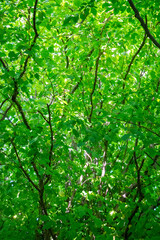 Vibrant Green Leaves in Light and shade