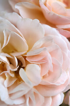 Pale Pink English Roses