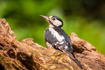 Closeup of a great spotted woodpecker (Dendrocopos major) perched in a forest