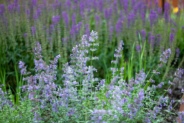 Fototapeta premium field of lavender