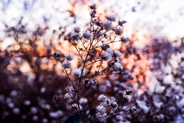 Golden hour and winter flowers on Belle Isle Detroit, Michigan