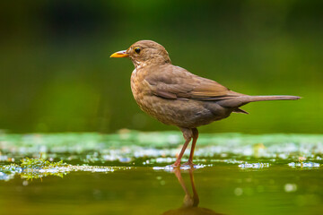 Obraz premium Closeup of a Common Blackbird female, Turdus merula washing, preening, drinking and cleaning in water.