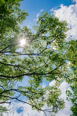 Vibrant Green Leaves in Light and shade