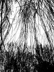 Bare tree branches background. Vector illustration