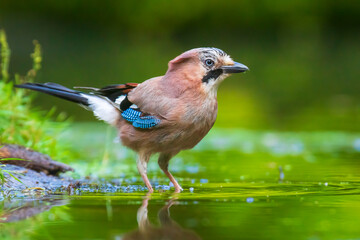 Closeup of a Eurasian jay Garrulus glandarius bird drinking, washing, preening and cleaning in water.