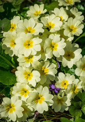 Gentle spring white yellow Common Primrose (Primula acaulis or primula vulgaris) against background of green foliage and earth. Spring concept of awakening nature. Selective focus.
