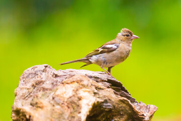Female chaffinch, Fringilla coelebs, perched in a tree