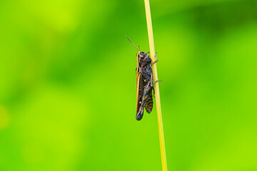 Omocestus rufipes, the woodland grasshopper