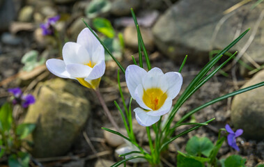Close-up of gentle opened blue spring crocus Blue Pearl against the stones background. Selective focus. Delicate spring format.  Place for your text.