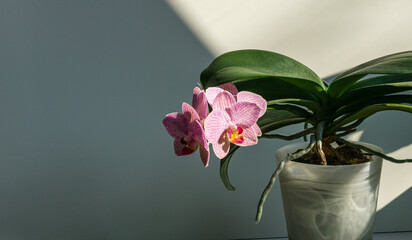 Close-up of pink striped wit points orchid flower Phalaenopsis 'Demi Deroose' known as Moth Orchid on bright gray background with contrast shadow. Beautiful flower with green leaves in glass pot