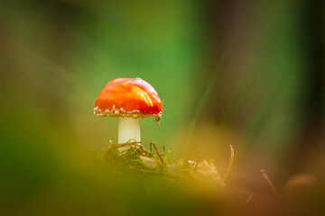 amanita muscaria, fly agaric or fly amanita basidiomycota muscimol mushroom