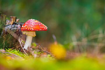 amanita muscaria, fly agaric or fly amanita basidiomycota muscimol mushroom
